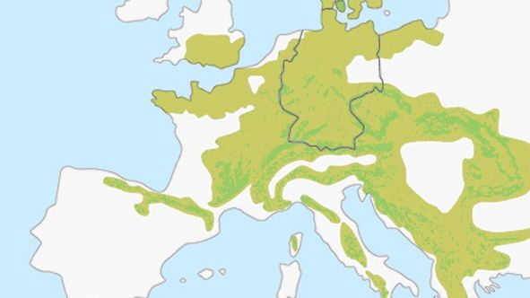 Potenzielle Verbreitung der Buchenwälder in Europa (Quelle: www.weltnaturerbe-buchenwaelder.de)