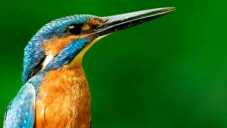 Eisvogel (Foto: F. Hasse)