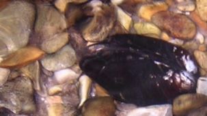 Bachmuscheln (Foto: Kreis Paderborn - Umweltamt)