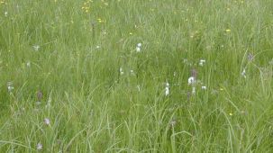 Schmalblättriges Wollgras (Foto: Biologische Station Kreis Paderborn - Senne e.V.)