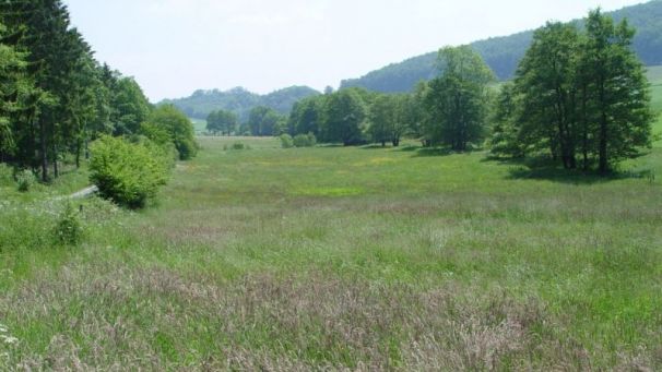 Mähwiese (Foto: Kreis Paderborn - Umweltamt)