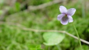 Sumpfveilchen (Foto: Biologische Station Kreis Paderborn - Senne e.V.)