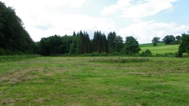 Umwandlung Fichtenforst in Grünland (Foto: Kreis Paderborn - Umweltamt)