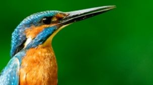 Eisvogel (Foto: F. Hasse)