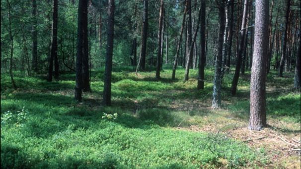 Kiefernforst (Foto: Biologische Station Kreis Paderborn - Senne e.V.)