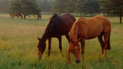 Senner Pferde (Foto: G. Sachse)
