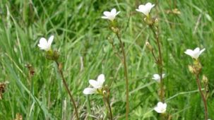 Knöllchen - Steinbrech (Foto: Biologische Station Kreis Paderborn - Senne e.V.)