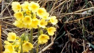 Schlüsselblume (Foto: Biologische Station Kreis Paderborn - Senne e.V.)