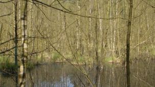 Sumpfwald (Foto: Biologische Station Kreis Paderborn - Senne e.V.)