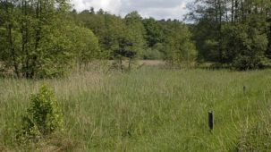Feuchtbrache (Foto: Biologische Station Kreis Paderborn - Senne e.V.)