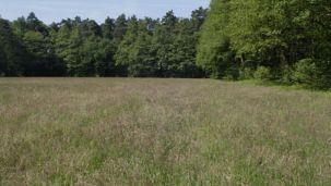 Waldwiese (Foto: Biologische Station Kreis Paderborn - Senne e.V.)
