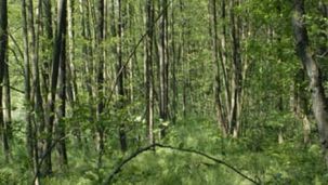 Erlenbruchwald (Foto: Biologische Station Kreis Paderborn - Senne e.V.)