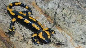 Feuersalamander (Foto: M. Weber)