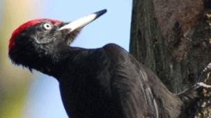 Schwarzspecht - Dryocopus martius (Foto: Biologische Station Kreis Paderborn - Senne e.V.)