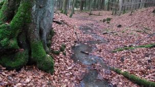 Nebenbach des Schwarzbaches (Foto: M. Weber)