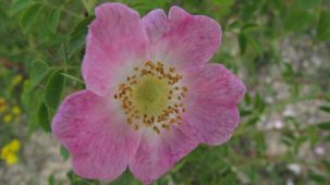 Wildrosenblüte (Foto: Kreis Paderborn - Umweltamt)
