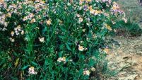 Salz-Aster (Foto: Biologische Station Kreis Paderborn - Senne e.V.)
