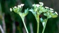 Wilder Sellerie (Foto: Biologische Station Kreis Paderborn - Senne e.V.)