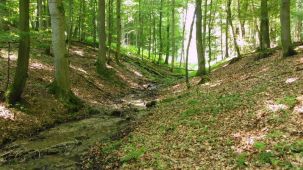 Waldbach (Foto: Kreis Paderborn - Umweltamt)