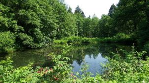 Fischteiche (Foto: Kreis Paderborn - Umweltamt)