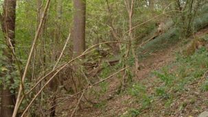 Laubwaldgesellschaften der Steilhänge (Foto: Biologische Station Kreis Paderborn - Senne e.V.)